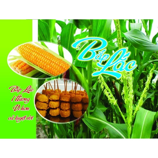 Bắp lắc